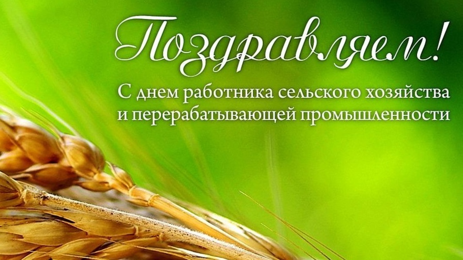 День работников сельского хозяйства и перерабатывающей промышленности. С днем работника сельского хозяйства. С днем работника сельского хозяйства и перерабатывающей. Дню работника сельского хозяйства и перерабатывающей промышленности. С днем работника СХ.