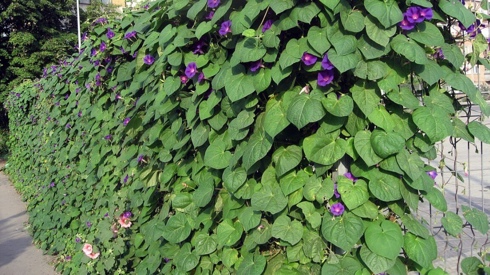 Ипомея гранд па. Ипомея вьющаяся. Ипомея пурпурная. Ипомея пурпурная. Ипомея флаинг соурсес.