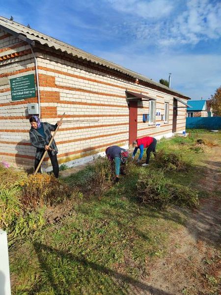 Бройлеры: как вырастить в домашних условиях, чем кормить, сколько растут